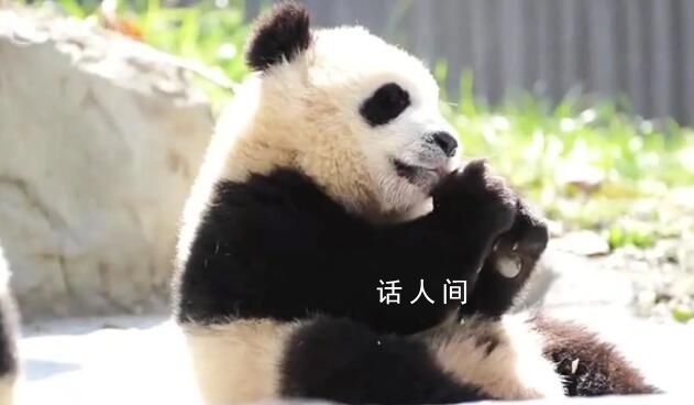 大熊貓青糍因病去世 病情極其危重搶救無效于3月23日離開了我們