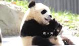 大熊貓青糍因病去世 病情極其危重?fù)尵葻o效于3月23日離開了我們