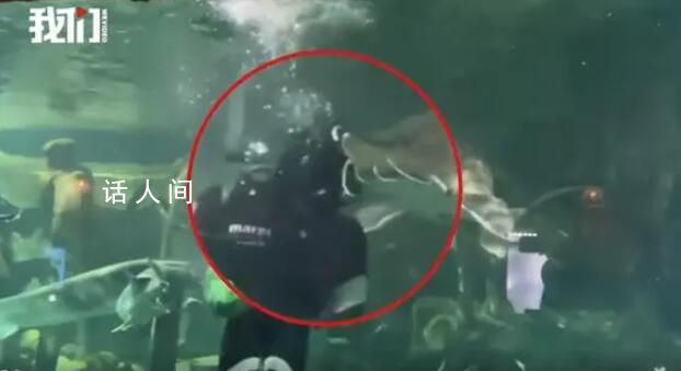 潛水員下水喂食時被大魚咬頭 潛水員未受傷無大礙