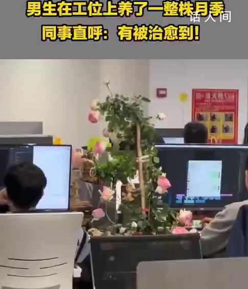 男生在工位上養(yǎng)了一整株月季 同事：有被治愈到