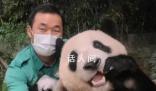 福寶將同姜爺爺一起回國 落戶汶川