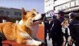 首只柯基警犬訓導員:腿短是優勢