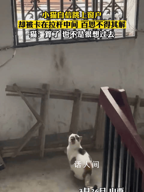 小貓?zhí)洗皯舯豢跅U中間 貓貓：算了也不是很想過去