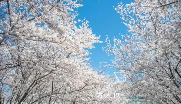 餐廳被櫻花給的潑天富貴砸暈了 吸引了無數(shù)食客前來品嘗美食欣賞美景