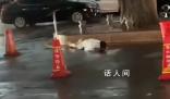 男子路過樹下被雷劈中 周圍群眾將其送往醫(yī)院緊急搶救