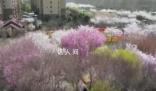 以“春”為媒聯動“花經濟” 感受當地不同的春日魅力