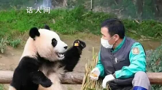 福寶還不滿4歲不能談戀愛 短期內應該還看不到福寶談戀愛