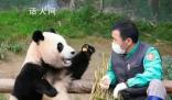 福寶還不滿4歲不能談戀愛 短期內應該還看不到福寶談戀愛