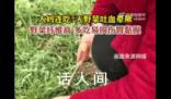 大媽連吃7天野菜吐血暈厥 被確診為胃潰瘍