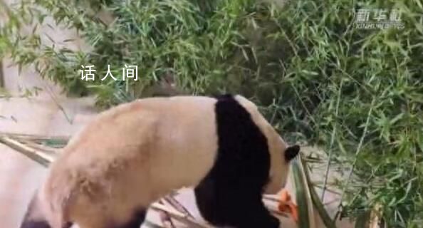 福寶小屋布滿竹子筍筍蘋果 專家團隊將精心陪護(hù)