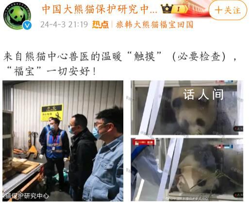 官方回應福寶被人不戴手套戳 系獸醫專家查體已提前消毒