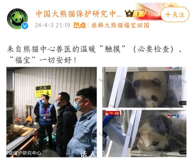 熊貓福寶疑被戳引網友不滿 官方回應福寶被人不戴手套戳