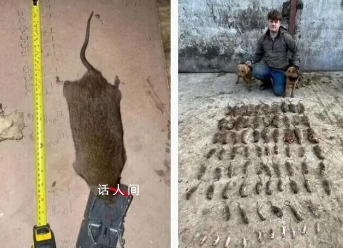 英國捕鼠者捕捉到比狗還大老鼠 且越來越大膽