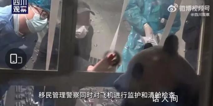 姜爺爺說福寶有點(diǎn)緊張 大熊貓福寶平安抵蓉