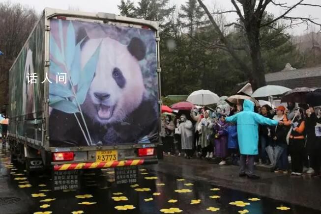 韓國粉絲送別福寶泣不成聲 不少游客已經(jīng)在雨中排起長隊(duì)