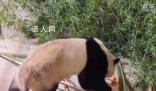 福寶小屋布滿竹子筍筍蘋果 專家團隊將精心陪護