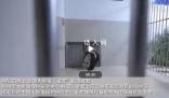 福寶在成都的家里嘎嘎炫飯 福寶小屋布滿竹子筍筍蘋果