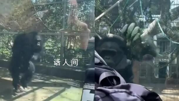 大猩猩疑被游客挑釁怒撞玻璃 很多游客沒有素質以后會加強安保和多貼標語