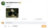 保護(hù)中心回應(yīng)大熊貓華美流鼻血 目前已有效控制