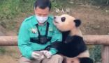 姜爺爺回應(yīng)母親去世堅(jiān)持送福寶 雖然心情沉重但福寶之行也很重要所以我來了