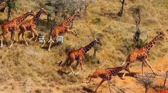 日全食令動(dòng)物躁動(dòng)不安:長(zhǎng)頸鹿狂奔