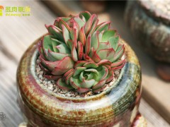 楊金、央金、妖精多肉植物