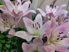 百合花，一年四季都能種，盆栽百合60天就開花，有手就能養