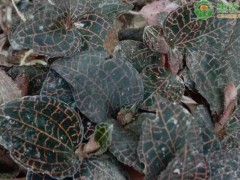 林下種植有什么較好的產業？