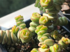 多肉有毒嗎能放室內嗎，對身體有害嗎