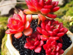 9種爆盆厲害的紅色多肉，給點陽光，保證溫差，火紅喜慶惹人愛