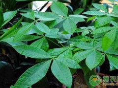 客廳養(yǎng)什么綠植最旺家？