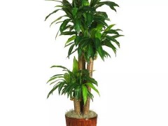 14種室內(nèi)最好養(yǎng)的植物，再也不怕變成植物殺手了！