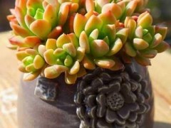 每日一花（五十八）多肉特輯，喜歡看天氣變臉的馬庫(kù)斯
