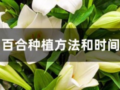 百合種植方法和時(shí)間
